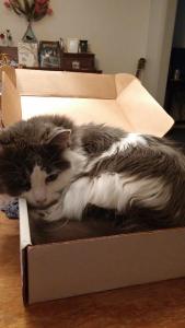 Cat sleeping in a box